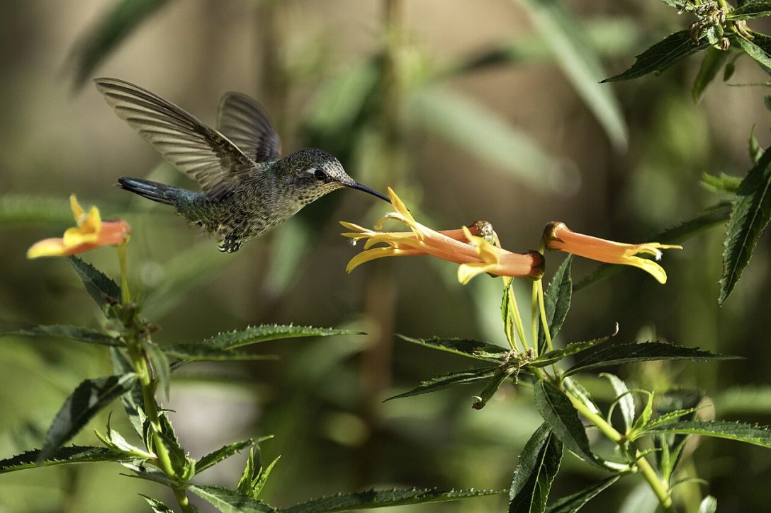 Humming bird and flower