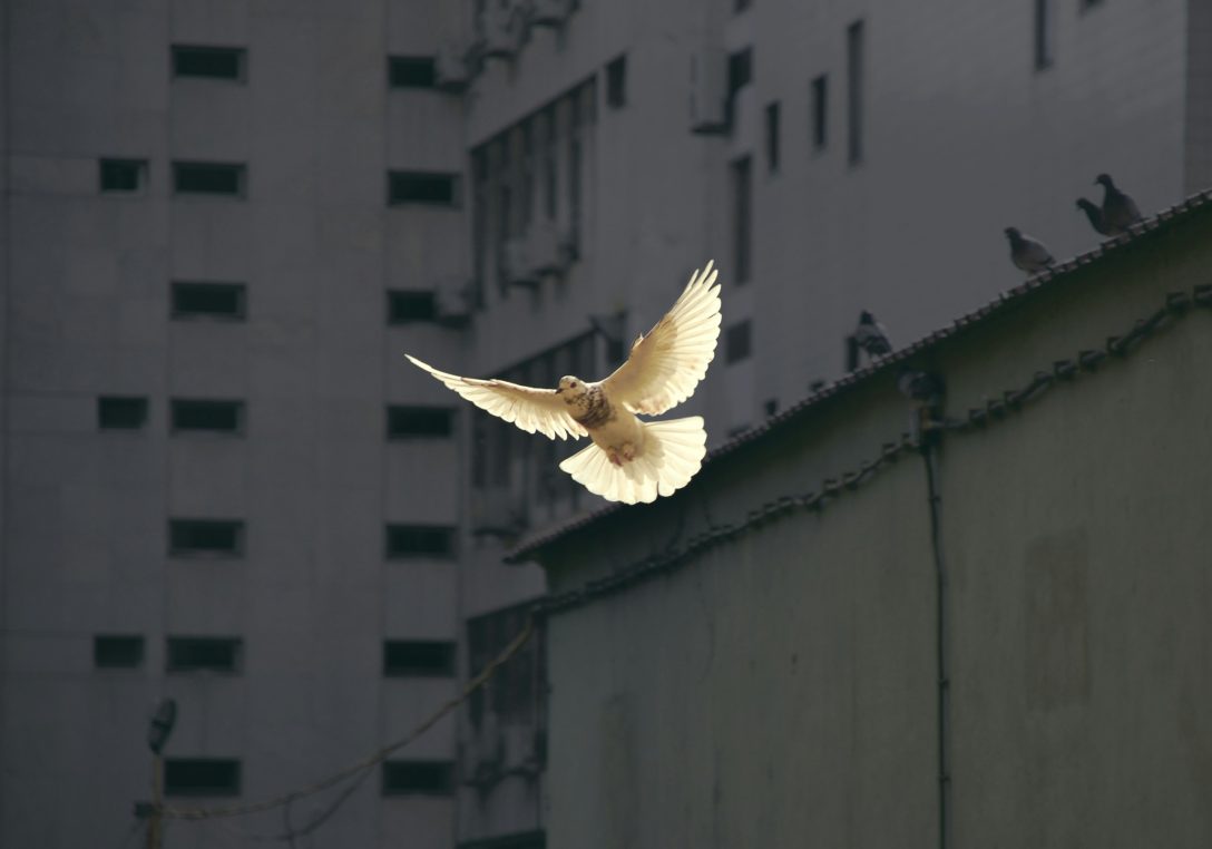 White Dove by Sunguk Kim on Unsplash